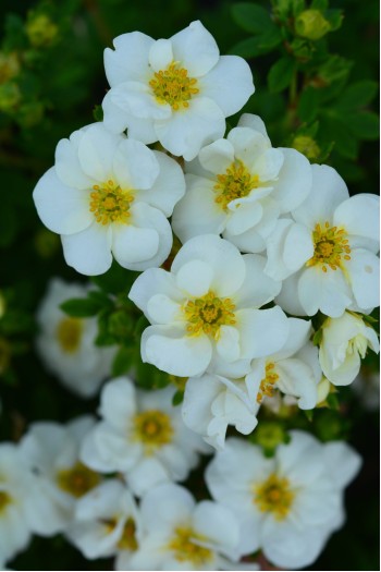 Перстач чагарниковий / Лапчатка кущова Крем Брюле | Potentilla fruticosa Creme Brulee | Лапчатка кустарниковая Крем Брюле 